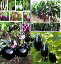 Mixed Auberginen samen for Vibrant Gemüse Gardens