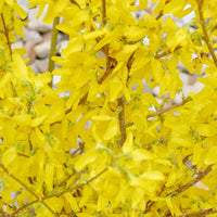 Forsythia Samen zur Aussaat Forsythia Suspensa Blume Beet landscape border