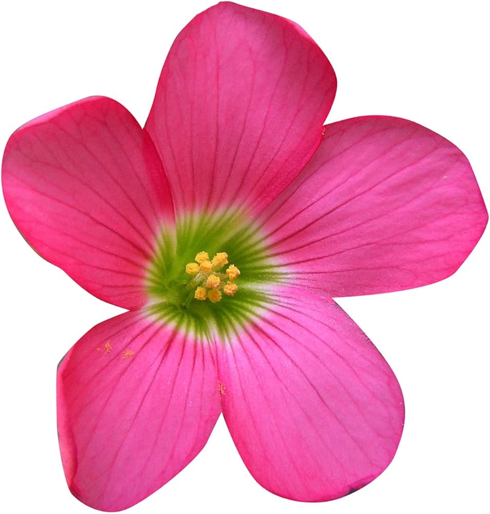 Sorrel Blumensamen zur Aussaat – Schnitt Blume beliebt – Traditionssorte & ohne Gentechnik Samen Hausgarten