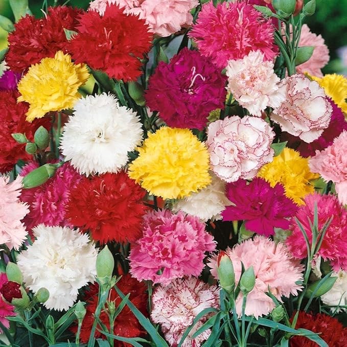 Carnation samen for perennial blooms in 16 colors available