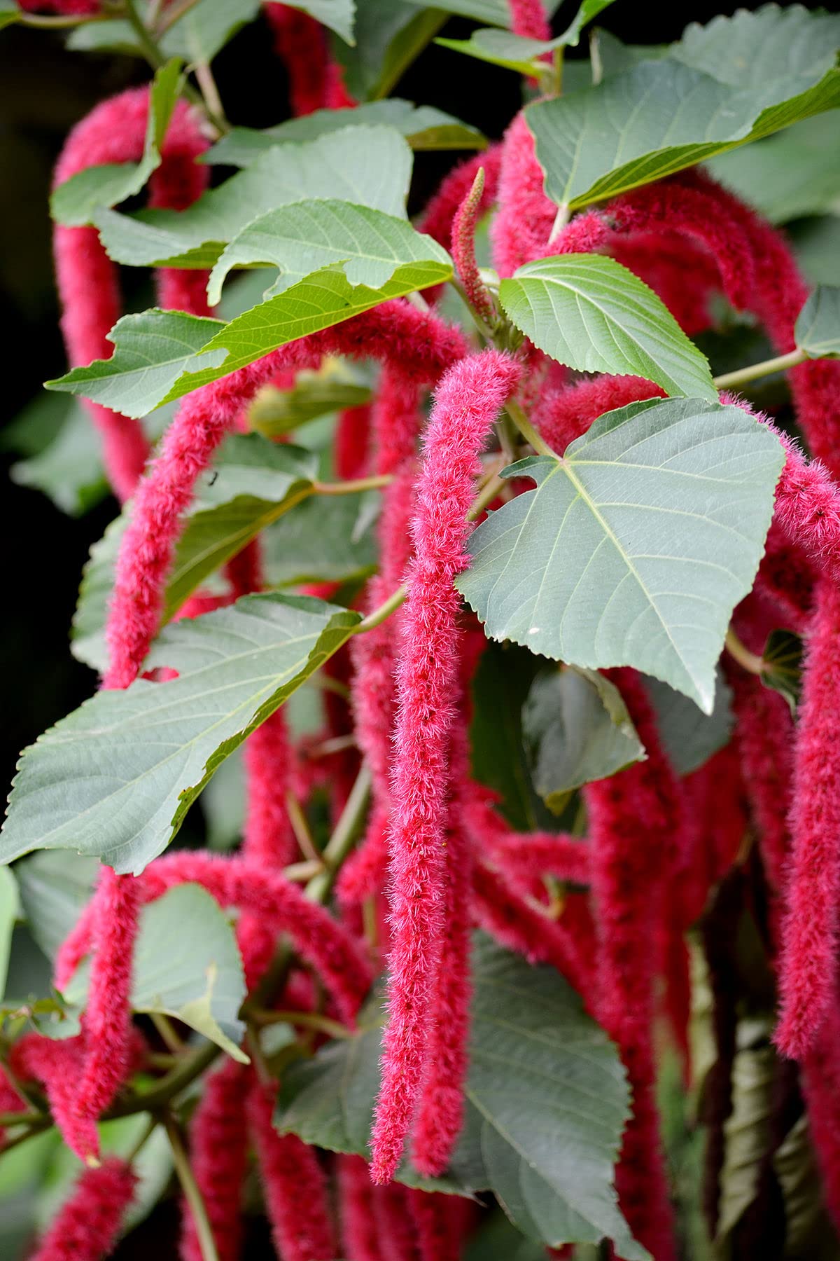 Chenille Kitten Tail Acalypha hispida Samen zur Aussaat Blume Beet