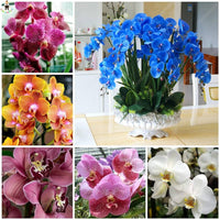 Gemischt Schmetterlingsorchidee Orchidee Blumensamen Blumensamen zur Aussaat duftend Blüten Traditionssorte & ohne Gentechnik Samen Hausgarten