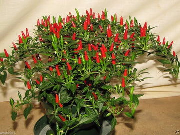 Thai sun hot pepper capsicum annuum samen