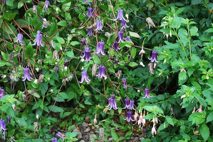 Waldrebe 'Rooguchi' Waldrebe spp Blumensamen zur Aussaat Garten