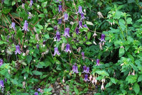 Waldrebe 'Rooguchi' Waldrebe spp Blumensamen zur Aussaat Garten