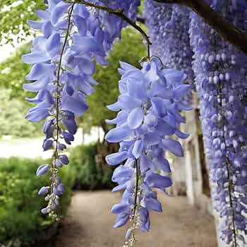 Weiß Blau Blauregen Blumensamen zur Aussaat – Traditionssorte ohne Gentechnik biologisch Garten Samen Keimung