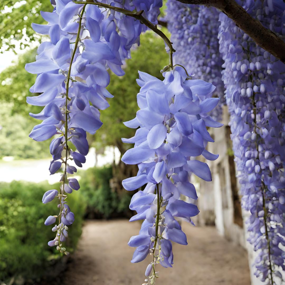 American (american wisteria) samen for anpflanzung in home garten
