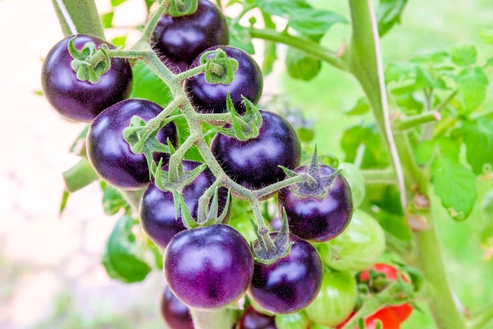 Blau Tomate Gemüsesamen for Garden Planting