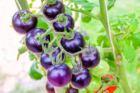 Blau Tomate Gemüsesamen for Garden Planting