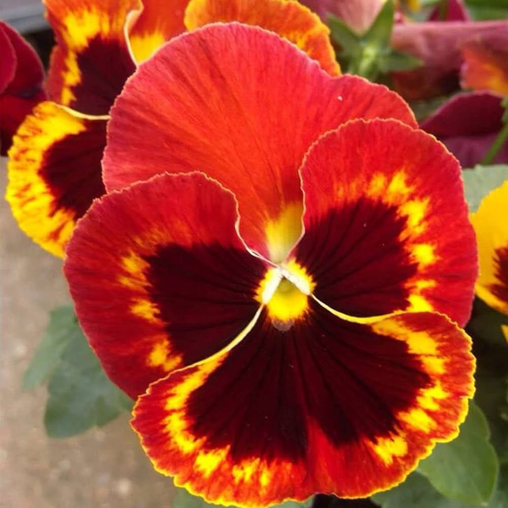 Veilchen Angel Amber Kiss Samen Amber-Colored Blumen