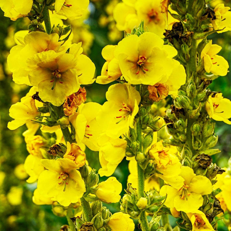Gelb mullein blume samen for anpflanzung - cut blume favorite, heirloom & gmo free samen for home garten
 
 sale samen for anpflanzung in home garten