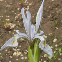 Iris Iris spp Blumensamen zur Aussaat Blume Beet