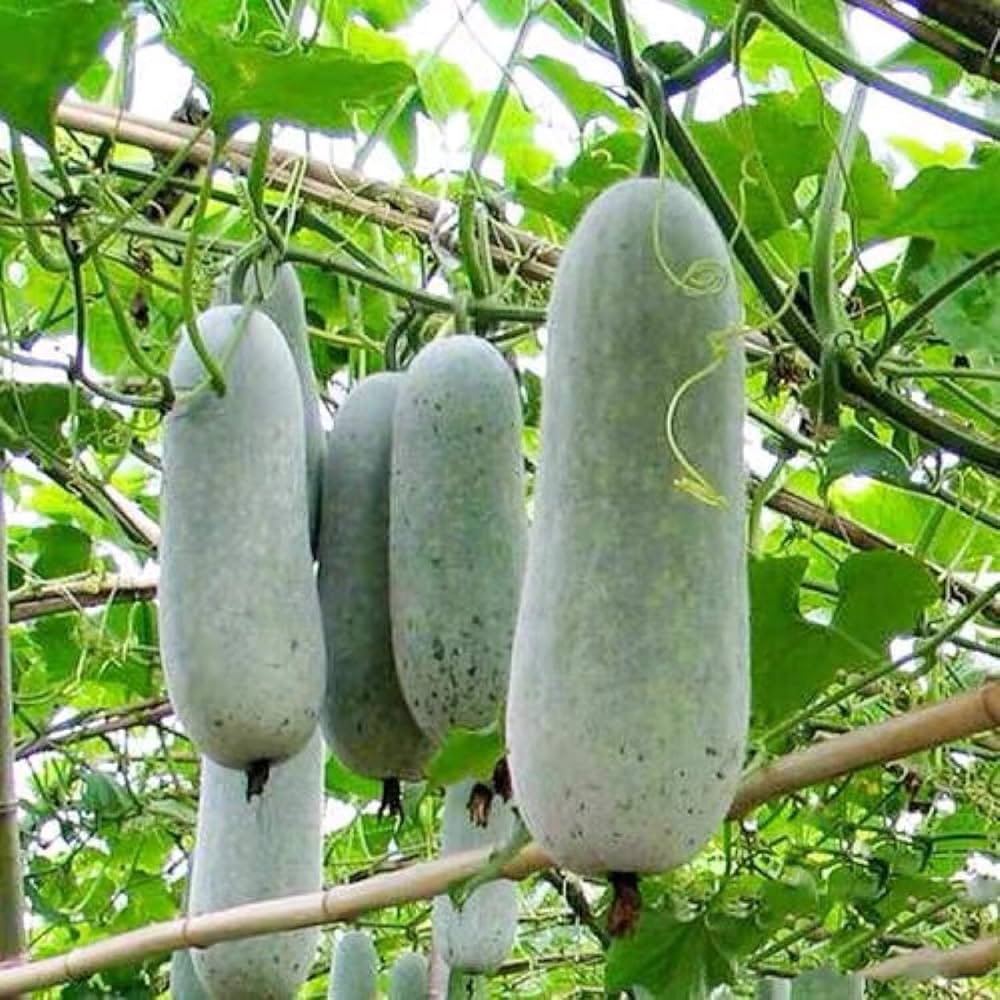 Wax Gourd Planting Samen  Ideal for Your Gemüse Garden