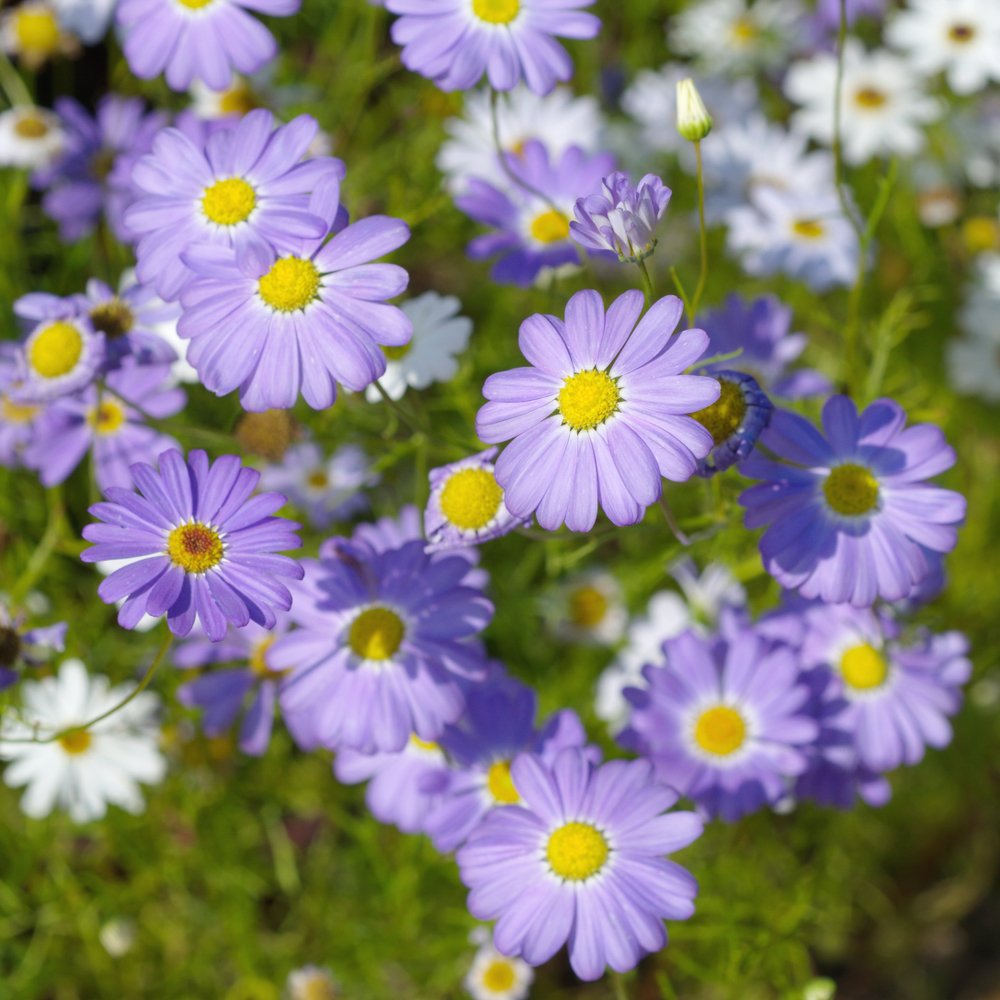 Erigeron Azure Fee Samen Blau Daisy-Like Blumen