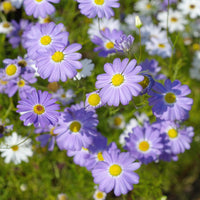 Erigeron Azure Fee Samen Blau Daisy-Like Blumen
