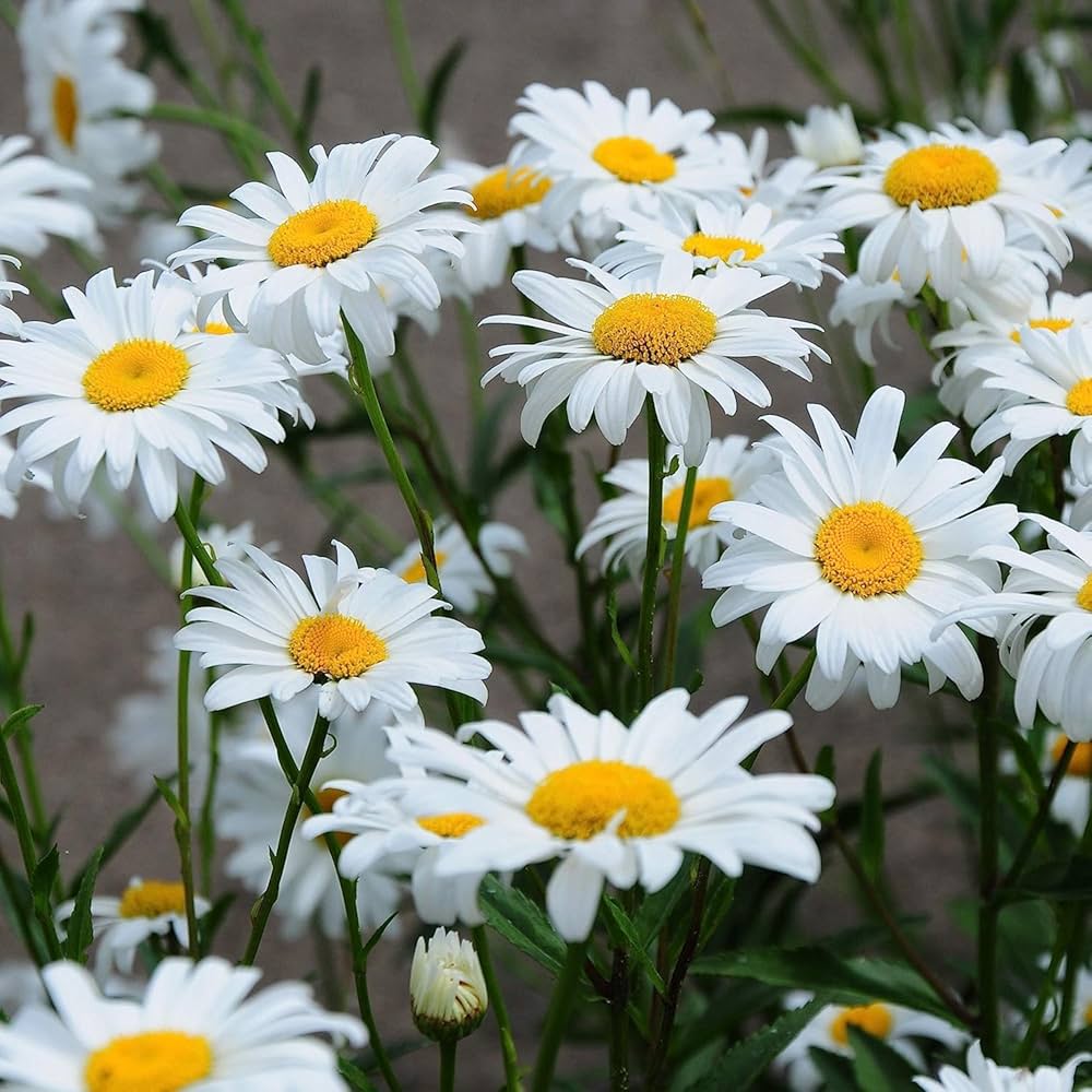 Gemalten Daisy Wildblume Samen – American Schmetterling-Attracting Blüte Mischung