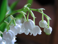 Lilie the Valley Convallaria majalis Blumensamen zur Aussaat Halbschatten Garten