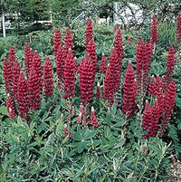 Maroon lupine blume samen for anpflanzung - wildflower mix, heirloom & gmo free samen for home garten
 
 sale samen for anpflanzung in home garten