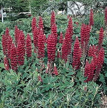 Maroon lupine blume samen for anpflanzung - wildflower mix, heirloom & gmo free samen for home garten
 
 sale samen for anpflanzung in home garten