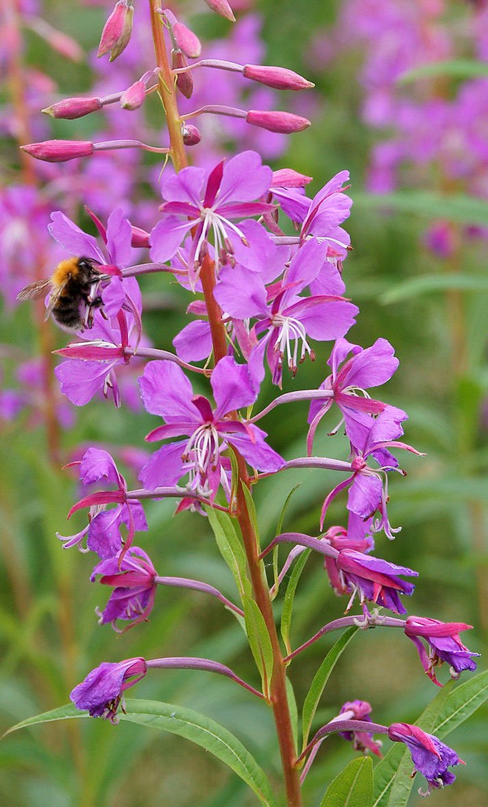 Rosebay Willowherb Epilobium angustifolium Pflanzensamen