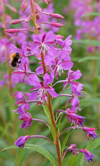 Rosebay Willowherb Epilobium angustifolium Pflanzensamen