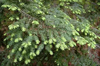 Tsuga Canadensis Eastern Hemlock Baum Samen