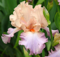 Rosa Iris Samen – Popular mehrjährig Garten Blume – Gorgeous Schnitt Blume
