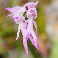 Lila Naked Men Orchidee Blumensamen zur Aussaat pflegeleicht Traditionssorte & ohne Gentechnik Samen Hausgarten