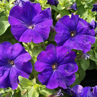 Pelletta petunia picobella blau samen