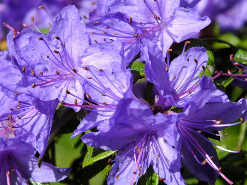 Lila azalea blume samen for anpflanzung - easy to grow, heirloom & gmo free samen for home garten
 
 sale for anpflanzung in home garten.