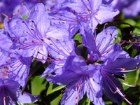 Lila azaleas blume samen for anpflanzung - bright blooms, heirloom & gmo free samen for home garten
 
 sale samen for home garten