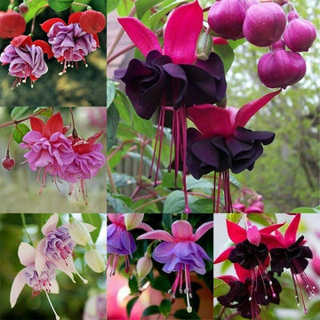 Fuchsia blume samen for anpflanzung - vibrant colors, heirloom & gmo free samen for home garten
 
 sale for anpflanzung in home garten