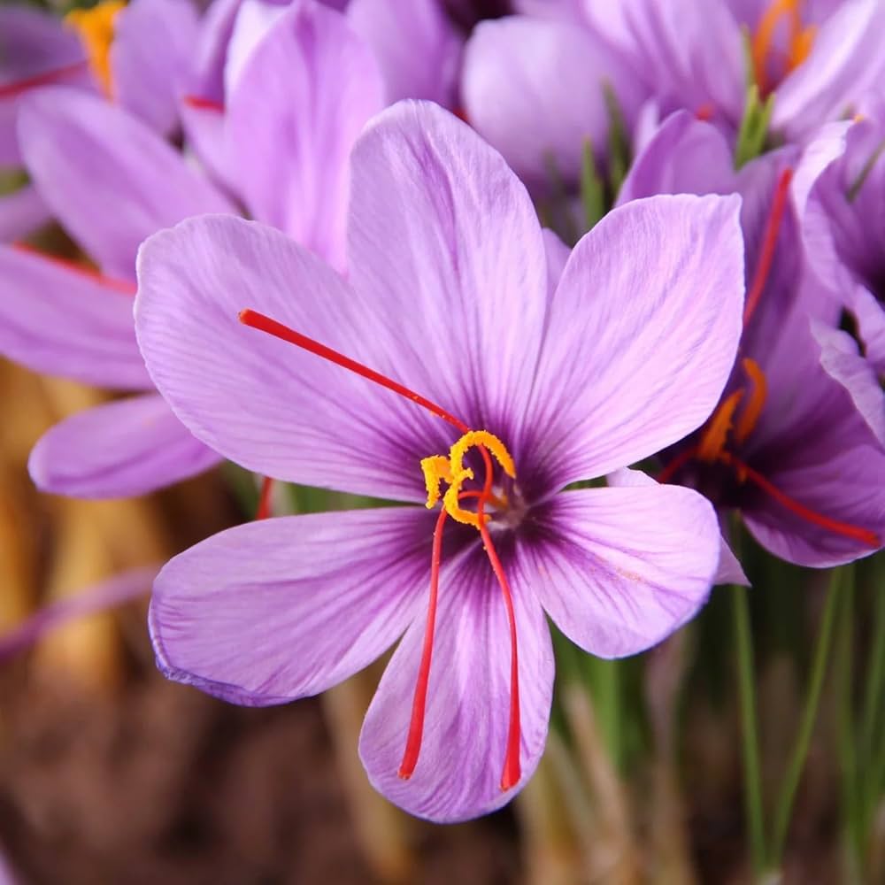 Gemischt Crocus Blumensamen zur Aussaat – kompakt Wuchs – Traditionssorte & ohne Gentechnik Samen Hausgarten