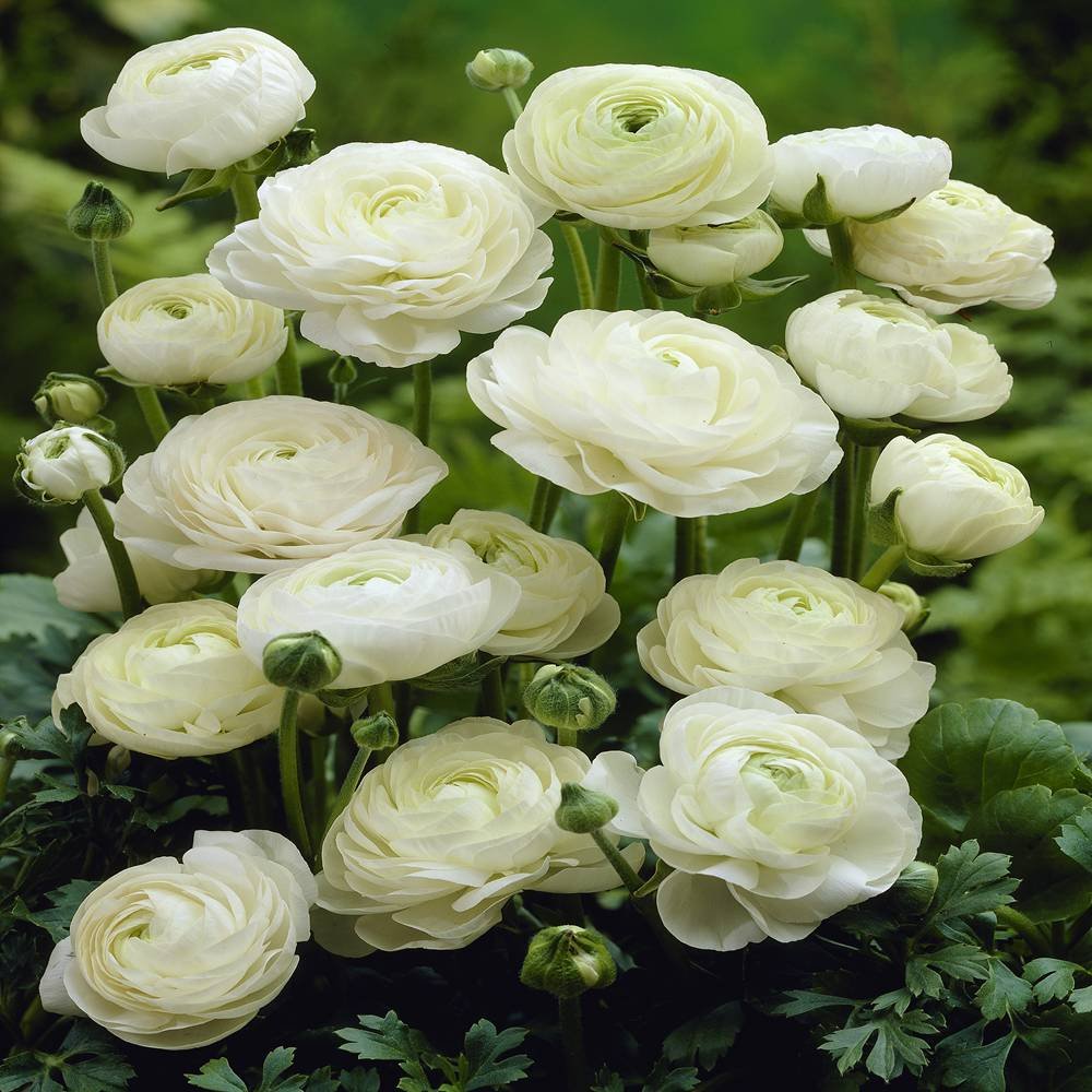 Ranunculus Asiaticus Blumensamen zur Aussaat leuchtend Traditionssorte & ohne Gentechnik Samen Hausgarten