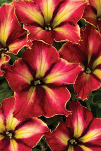 Supercascade rosa petunia blume samen for vibrant blooms