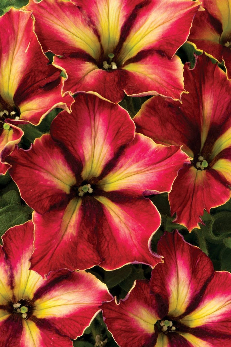 Supercascade rosa petunia blume samen for vibrant blooms