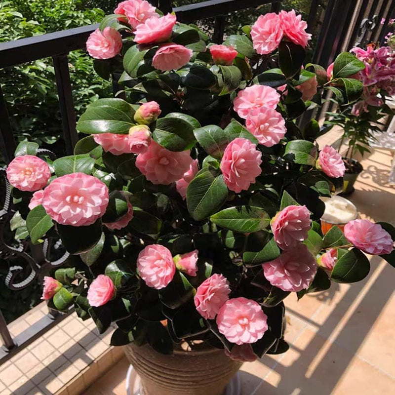Semillas de camelia rosa para jardín