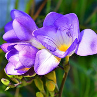 Blau freesias blume samen for anpflanzung - easy to grow, heirloom & gmo free samen for home garten
 
 sale for anpflanzung in home garten