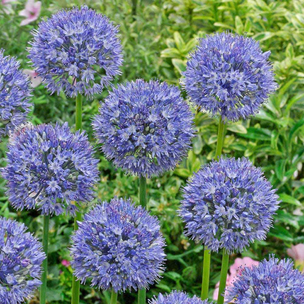 Riesenlauch (Allium giganteum) Samen selten Blumen und Bonsai