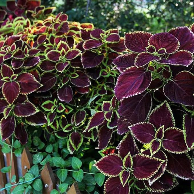 Selten Buntnessel Samen zur Aussaat Hausgarten Blume Beet