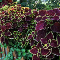 Selten Buntnessel Samen zur Aussaat Hausgarten Blume Beet