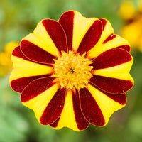 Studentenblume Majestic Blumensamen zur Aussaat leuchtend Traditionssorte & ohne Gentechnik Samen Hausgarten