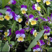 Veilchen – Johnny Jump-Up Veilchen tricolor Blumensamen zur Aussaat Garten
