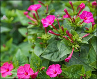 Jalapa Blumensamen zur Aussaat – leuchtend – Traditionssorte & ohne Gentechnik Samen Hausgarten