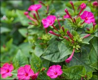 Four O'Clock Blumensamen farbenfroh Afternoon blühend