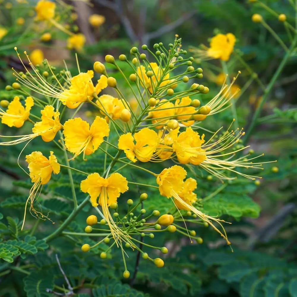Caesalpinia Blumensamen zur Aussaat – leuchtend – Traditionssorte & ohne Gentechnik Samen Hausgarten