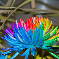Chrysantheme Rainbow Blumensamen zur Aussaat – ideal Rabatten – Traditionssorte & ohne Gentechnik Samen Hausgarten