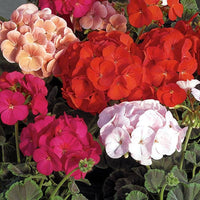 MultiColor Geranie Blumensamen zur Aussaat Garten beliebt Traditionssorte & ohne Gentechnik Samen Hausgarten