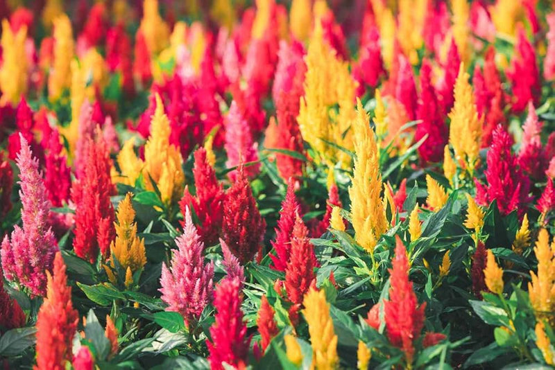 Celosia Amigo Mischung Samen farbenfroh Gartenblumen