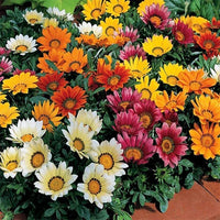 Gazania sole mix gazania rigens samen for anpflanzung in blume bed